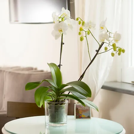 Maiure Guest house 2*