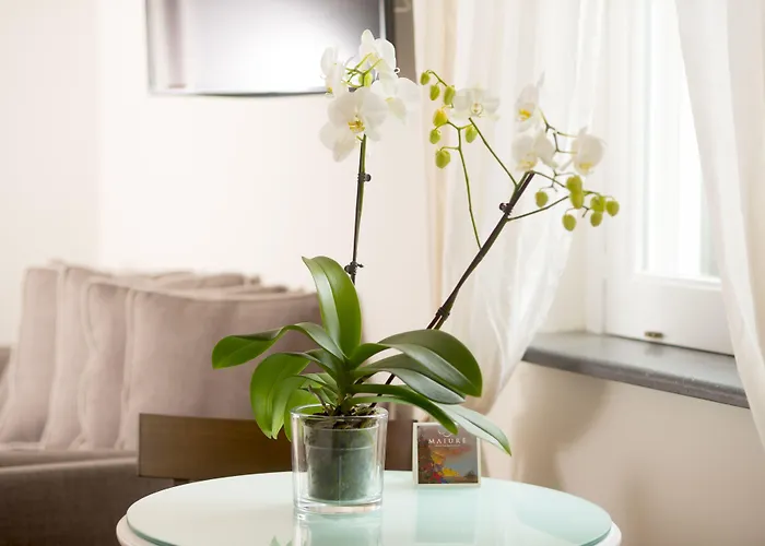 Maiure 게스트하우스 마이오리